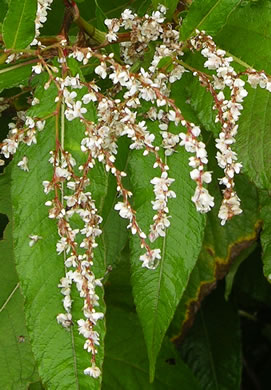 image of Koenigia polystachya, Himalayan Knotweed, Kashmir Plume, cultivated knotweed