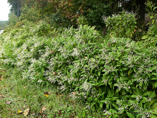 image of Koenigia polystachya, Himalayan Knotweed, Kashmir Plume, cultivated knotweed