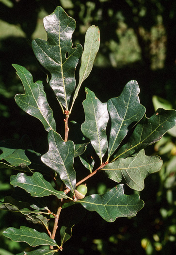 image of Quercus austrina, Bluff Oak, Bastard Oak