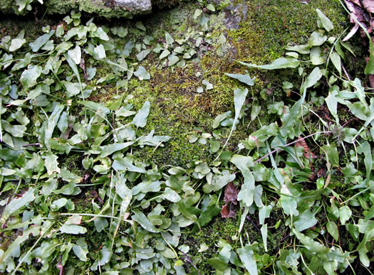 image of Asplenium rhizophyllum, Walking Fern