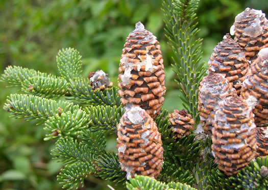 Abies fraseri, Fraser Fir, She Balsam, Southern Balsam