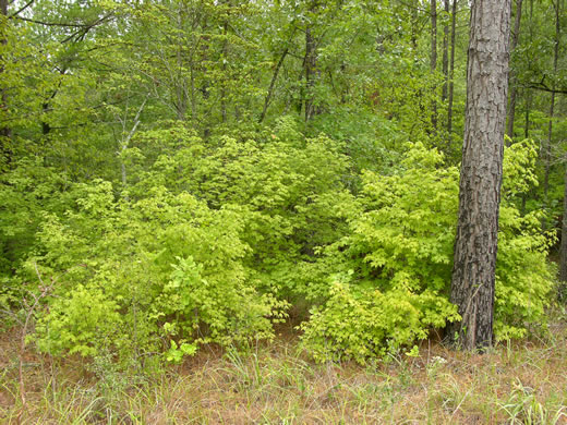 image of Acer leucoderme, Chalk Maple, Small Chalk Maple, White-bark Maple