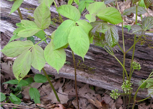 image of Aralia nudicaulis, Wild Sarsaparilla