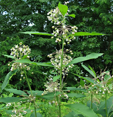 image of Asclepias exaltata, Poke Milkweed, Tall Milkweed