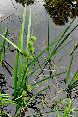 image of Sparganium americanum, American Bur-reed