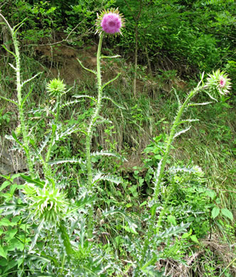 image of Carduus nutans, Nodding Thistle, Musk Thistle