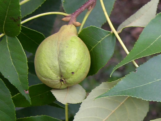 image of Carya texana, Black Hickory