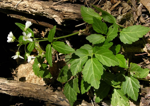 leaf or frond of Cardamine diphylla, Broadleaf Toothwort, Crinkleroot, Pepperroot, Two-leaved Toothwort