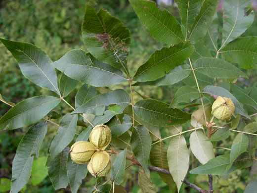 Carya myristiciformis, Nutmeg Hickory