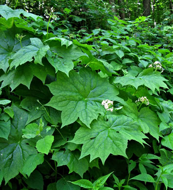 image of Diphylleia cymosa, Umbrella-leaf, Pixie-parasol