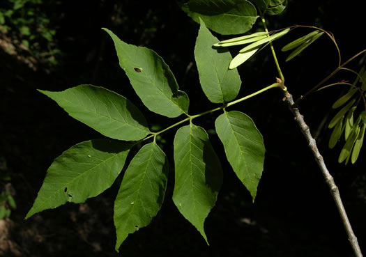 image of Fraxinus americana, White Ash, American Ash