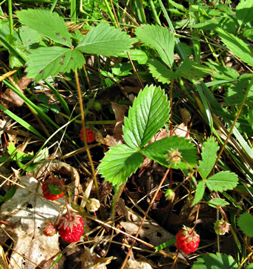 fruit of Fragaria virginiana, Wild Strawberry