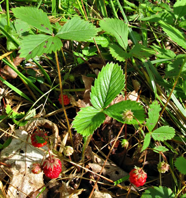 Berry Identification Chart