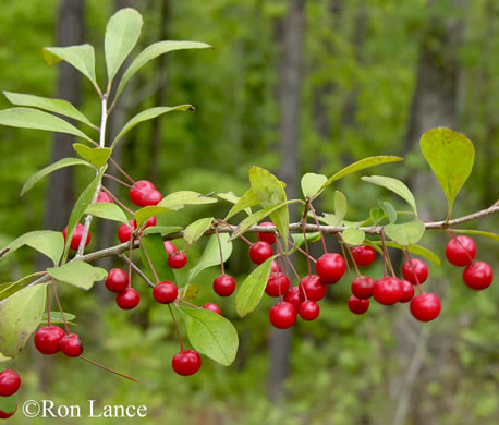 image of Ilex cuthbertii, Cuthbert Holly