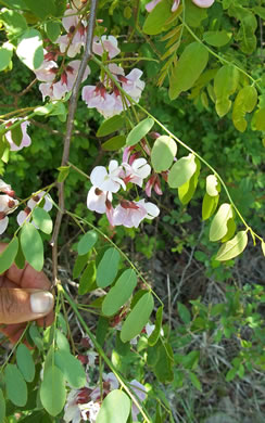 image of Robinia hispida var. kelseyi, Kelsey's Locust