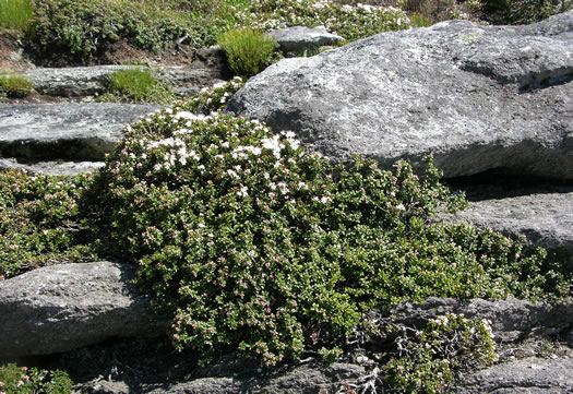 image of Kalmia buxifolia, Sand-myrtle, Mountain Myrtle