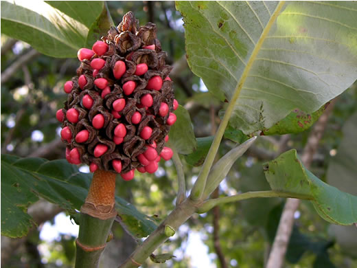 Magnolia macrophylla, Bigleaf Magnolia, Large-leaved Magnolia, Umbrella Tree