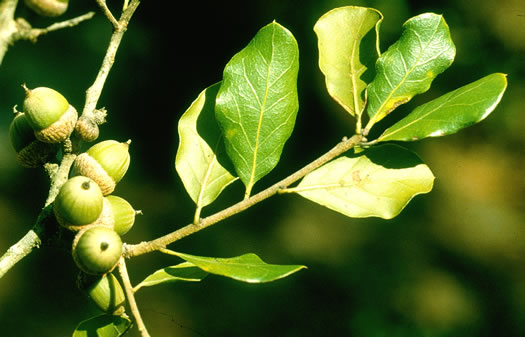 image of Quercus myrtifolia, Myrtle Oak