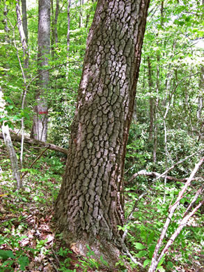 image of Oxydendrum arboreum, Sourwood, Sorrel-tree