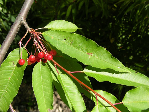 image of Prunus pensylvanica, Fire Cherry, Pin Cherry