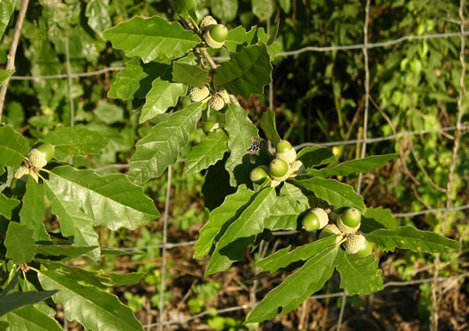 image of Quercus prinoides, Dwarf Chinquapin Oak