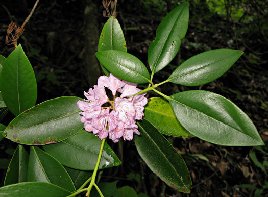 image of Rhododendron minus, Gorge Rhododendron, Punctatum, Piedmont Rhododendron