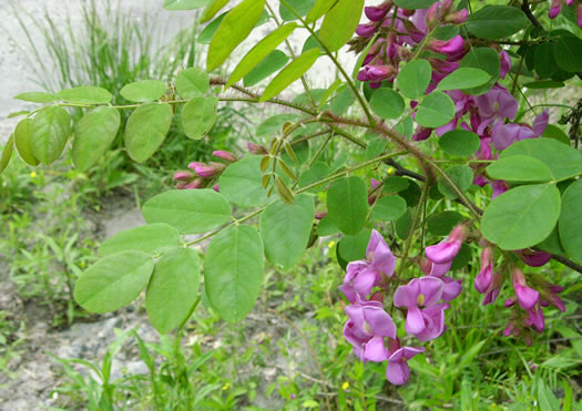 Robinia hispida var. hispida, Common Bristly Locust