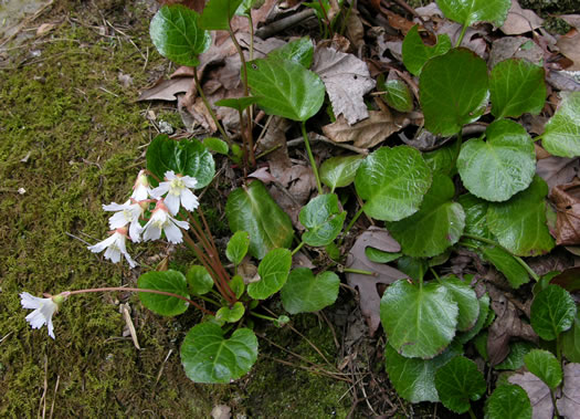 image of Shortia galacifolia, Oconee Bells, Southern Shortia