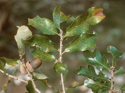 image of Quercus sinuata var. breviloba, Bastard Oak