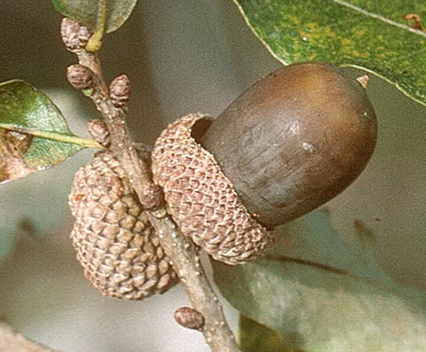 image of Quercus sinuata var. breviloba, Bastard Oak