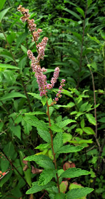 image of Spiraea tomentosa, Hardhack, Steeplebush, Rosy Meadowsweet