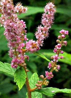 image of Spiraea tomentosa, Hardhack, Steeplebush, Rosy Meadowsweet