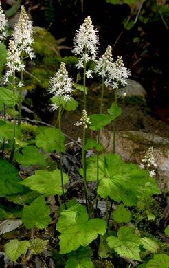 image of Tiarella austrina, Escarpment Foamflower, Southern Foamflower