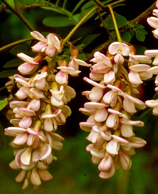 Robinia hartwigii, Granite Dome Locust, Highlands Locust, Hartwig's Locust