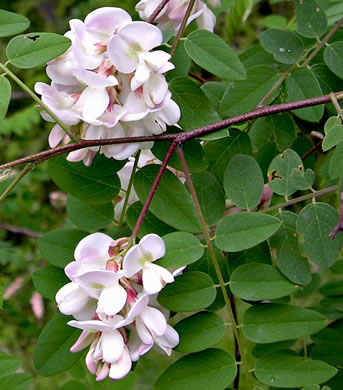 image of Robinia viscosa, Clammy Locust