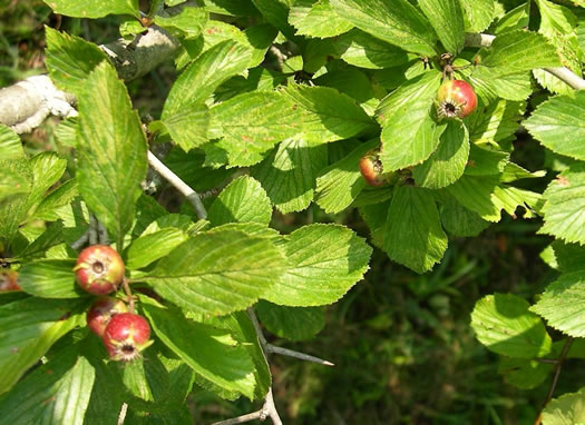 image of Crataegus punctata, Dotted Hawthorn, White Hawthorn