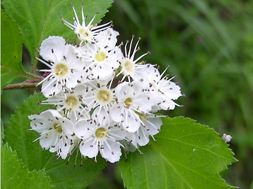 image of Crataegus calpodendron, Pear Hawthorn