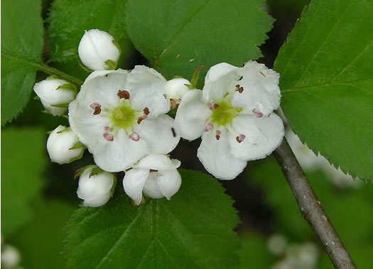 image of Crataegus coccinea, Scarlet Hawthorn