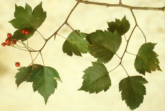 image of Crataegus phaenopyrum, Washington Hawthorn, Virginia Hawthorn