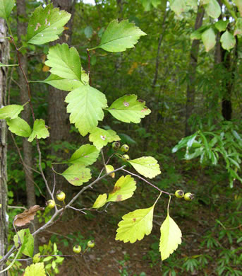 image of Crataegus pulcherrima var. pulcherrima, Beautiful Hawthorn