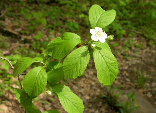 image of Crataegus triflora, Threeflower Hawthorn