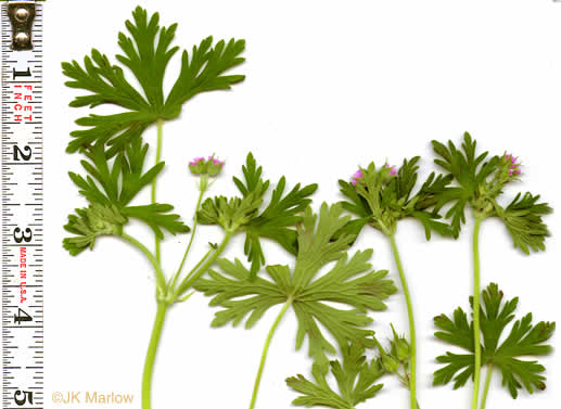 image of Geranium carolinianum, Carolina Cranesbill