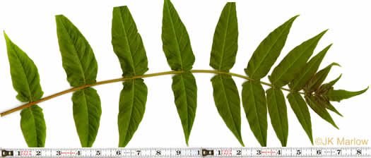 Ailanthus altissima, Ailanthus, Tree-of-heaven