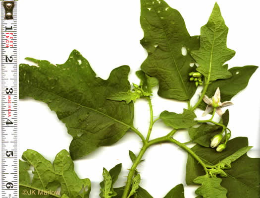 leaf or frond of Solanum carolinense var. carolinense, Carolina Horsenettle, Ball-nettle