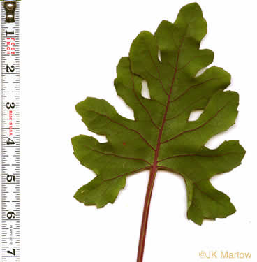 image of Silphium compositum var. compositum, Carolina Rosinweed, Compassplant, Rhubarb-leaved Rosinweed