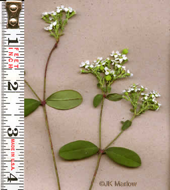 image of Euphorbia corollata, Eastern Flowering Spurge