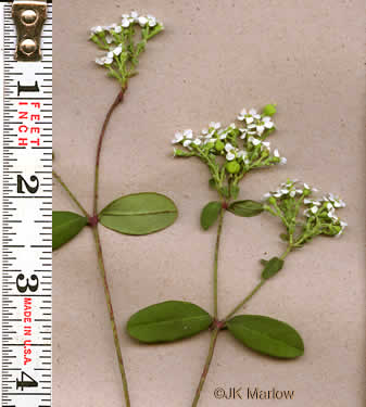 Eastern Flowering Spurge