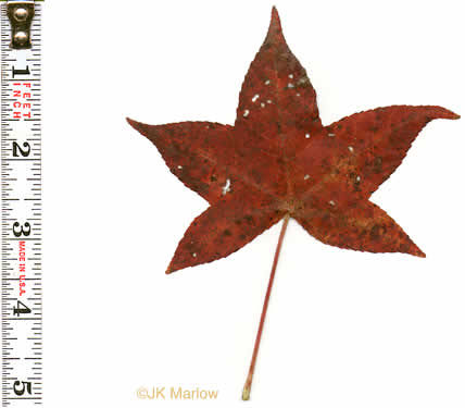 image of Liquidambar styraciflua, Sweetgum