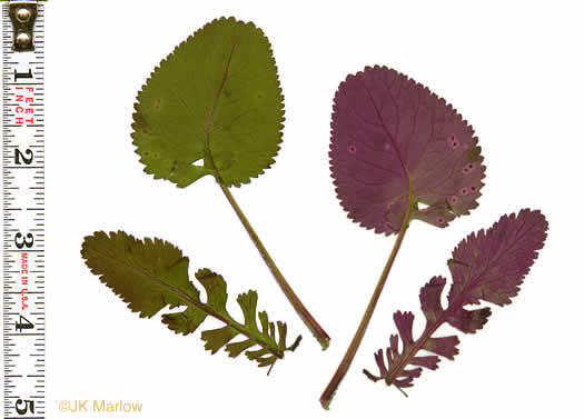 leaf or frond of Packera aurea, Golden Ragwort, Heartleaf Ragwort