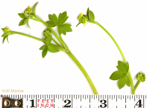 sepals or bracts of Ranunculus parviflorus, Small-flowered Buttercup, Stickseed Crowfoot